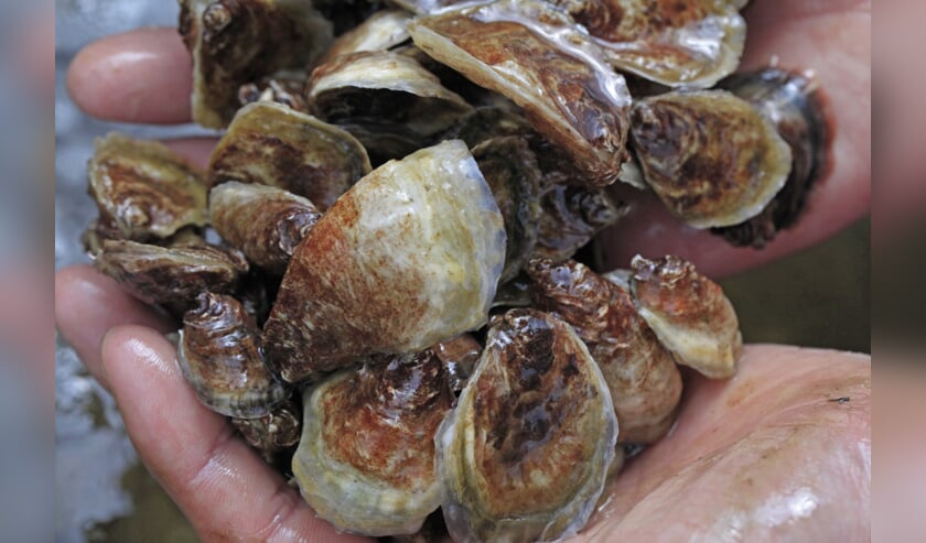 Zeeuwse oester in de hoofdrol op Mosselboulevard Yerseke