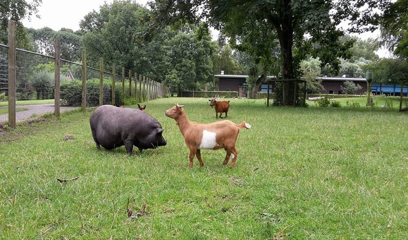 dierenpark-klundert