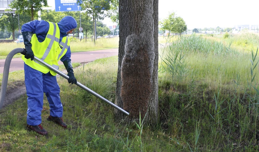 Eikenprocessierups krijgt geen voet aan Thoolse grond 