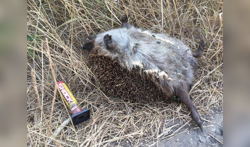 De egel, later aan de kant geschoven door een passant.