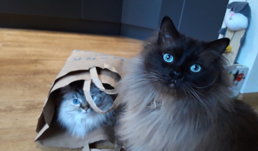 De lieve en ondeugende Bibi & Bowie van 2,5 jaar