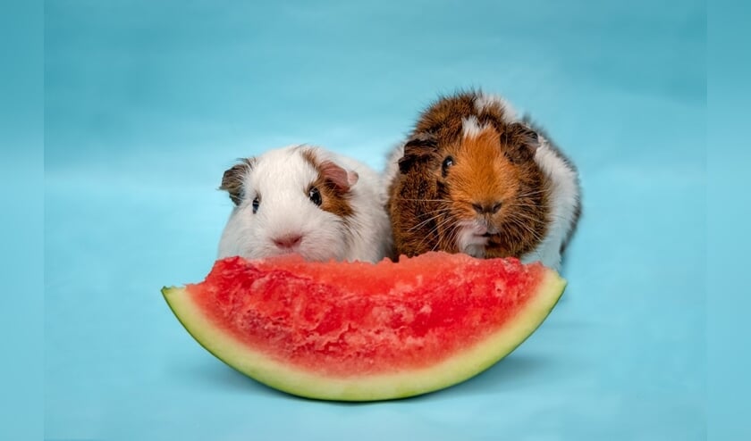 Caviazusjes Pip en Belle zijn net 1 jaar geworden.