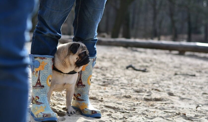 De lieve grappige ondeugende mops Bacon bijna 5 jaar.