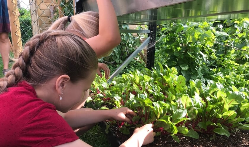 Je eigen moestuin in een rek op hoogte. Makkelijker kan niet.