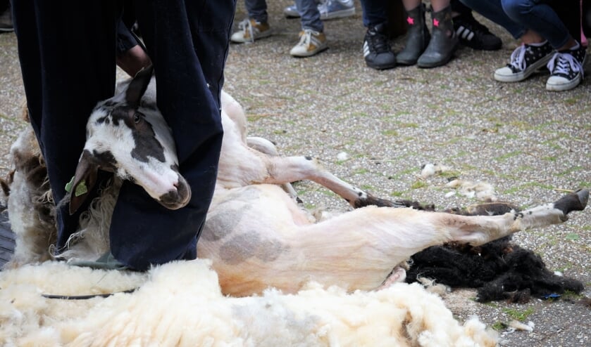 De schapen worden door een professionele scheerder geschoren.