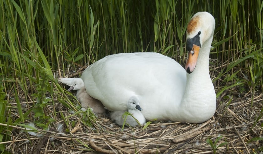 Zwaan in Waterknoop met twee jongen. FOTO HENDRIK BOOT