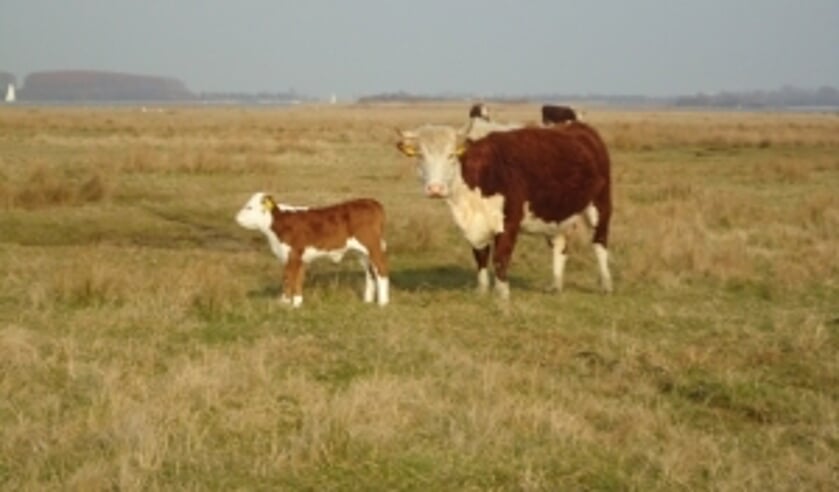 Open boerderijdag