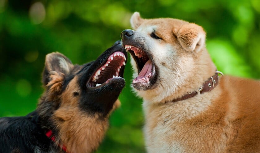 honden-bijten_165918401
