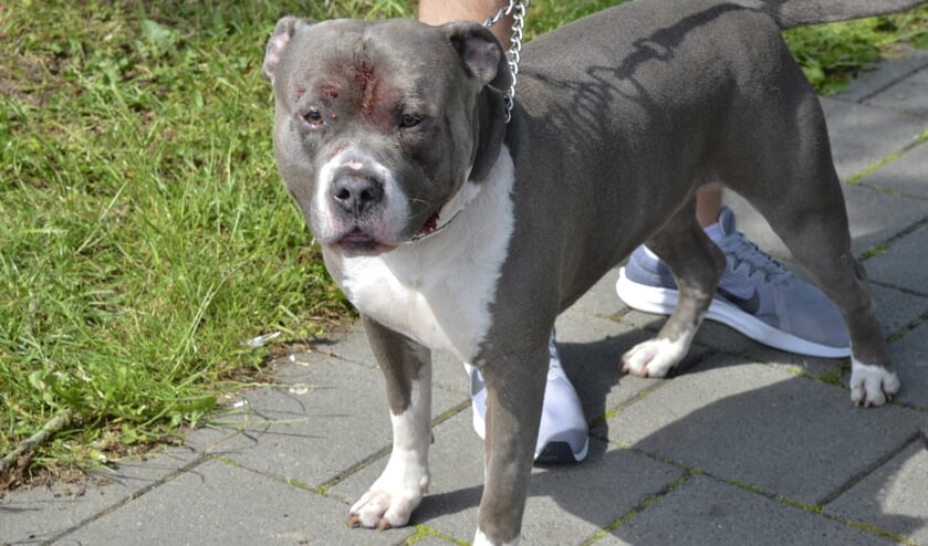 De hond van de gevallen vrouw raakte gewond aan zijn kop.