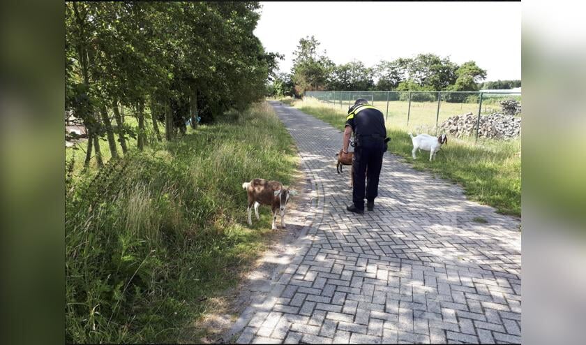 De vijf geiten zorgden voor onveilige situaties.