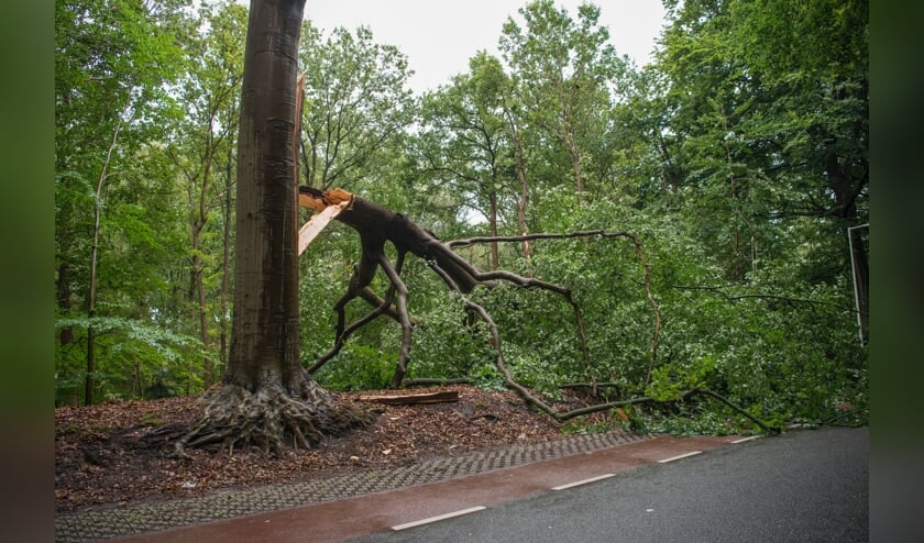 De boom wordt in zijn geheel verwijderd.