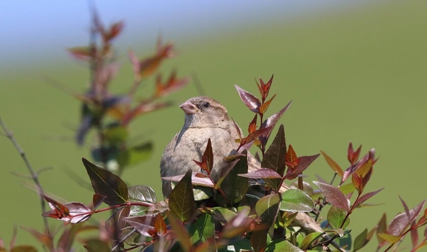 De huismus is een beschermde vogelsoort.