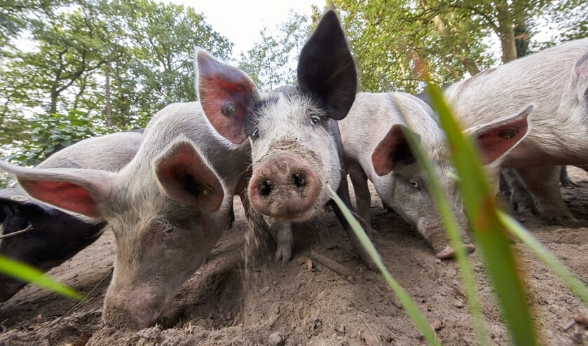 Noord-Beveland akkoord met nieuwbouw varkensstal in Geersdijk