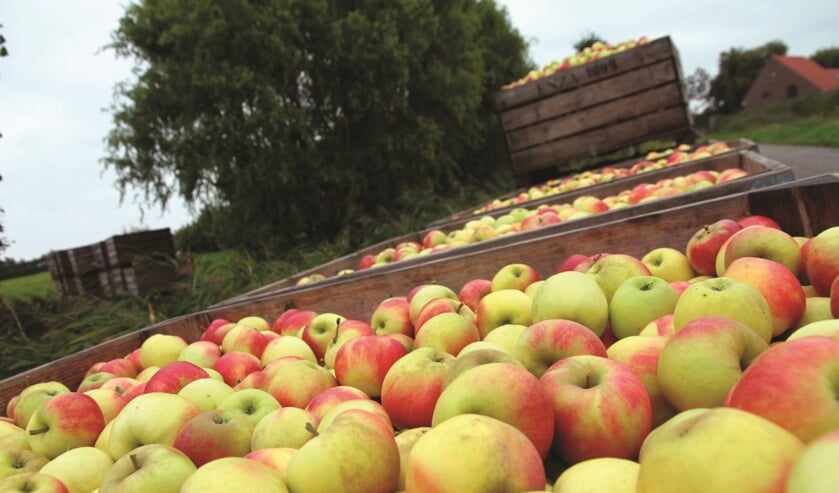 fruitteelt-fruit-gemeente-kapelle