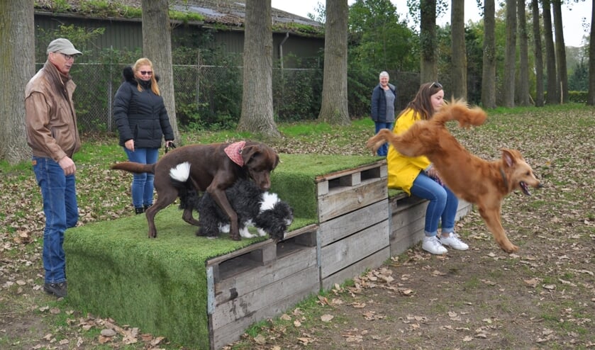 <p>De drie initiatiefnemers omringd door spelende honden. </p>