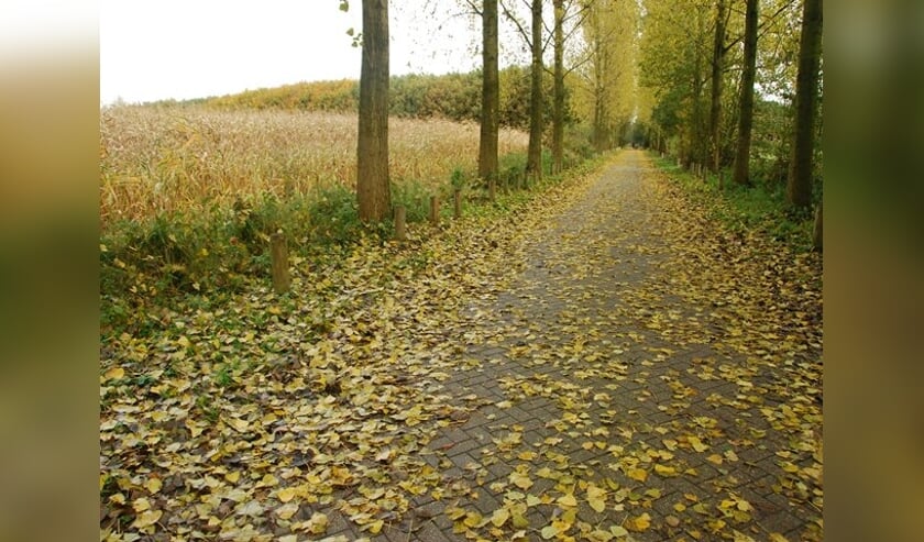 De bladeren beginnen te verkleuren en te vallen. Dat levert nu het nog rustig herfstweer is mooie plaatjes op.