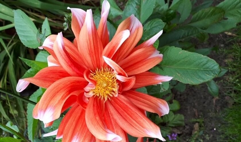 <p>Kleurrijke dahlia foto van Elly-Ann Voerman.</p>