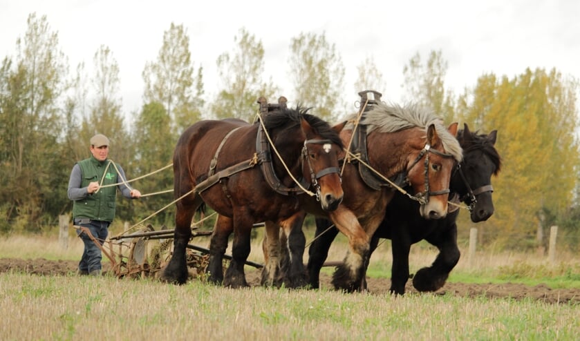 Nostalgisch tafereel tijdens demonstraties trekpaarden 