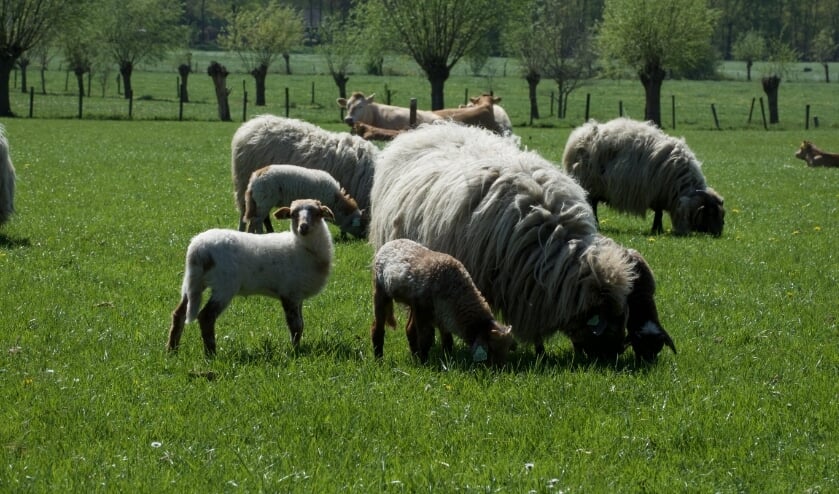 <p>Voor schapen kan het voor levensgevaarlijke situaties zorgen. </p>