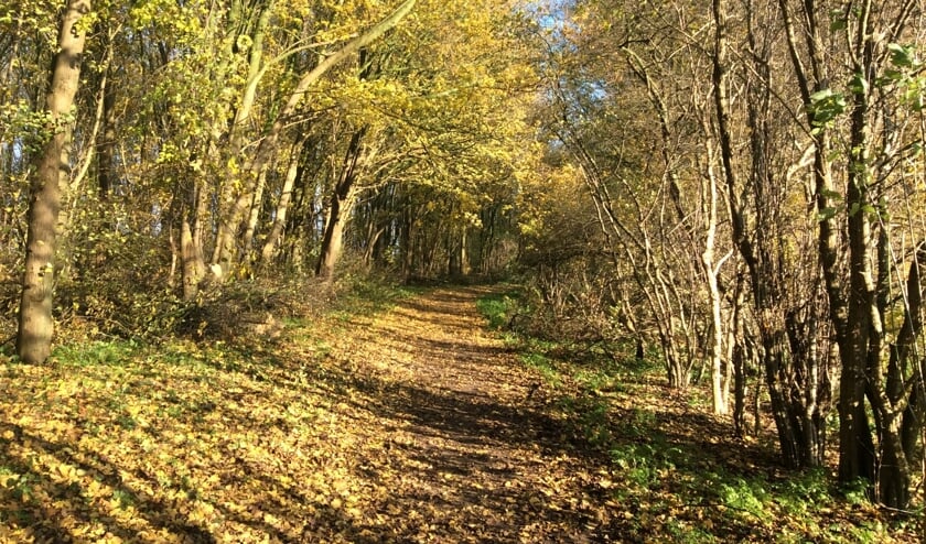 ‘Begin volgend jaar meer duidelijk over Poelbos’