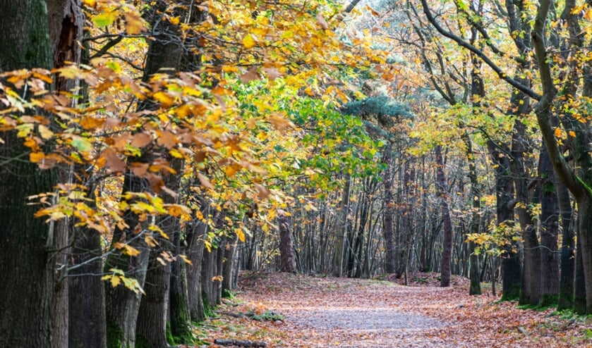 In de Dorstse bossen