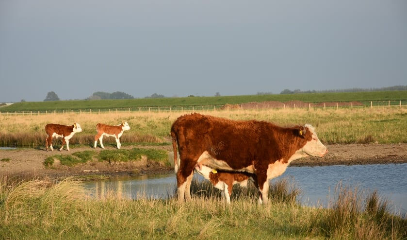 De moederdieren met kalfjes lopen in natuurgebied De Middelplaten bij het Veerse Meer.