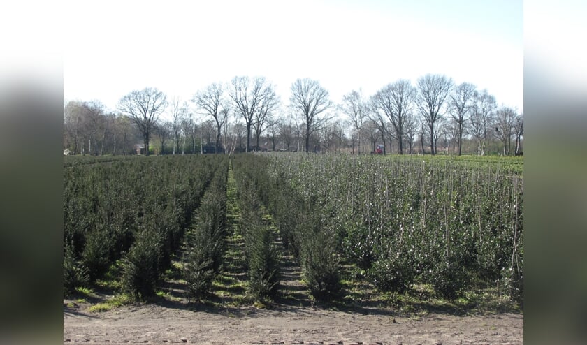 De coronamaatregelen gaan ook de boomkwekerijsector het nodige geld kosten.