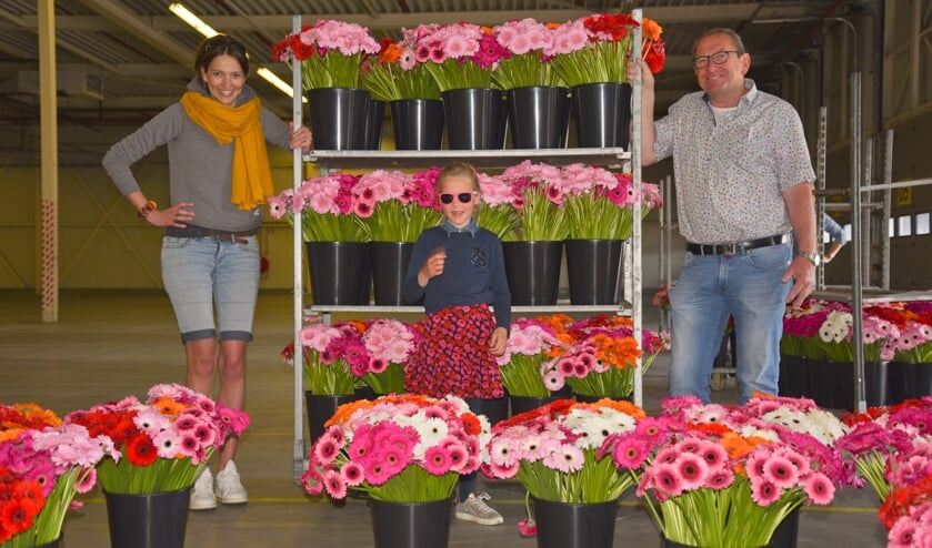 35.000 gerbera’s fleuren Zeeland op