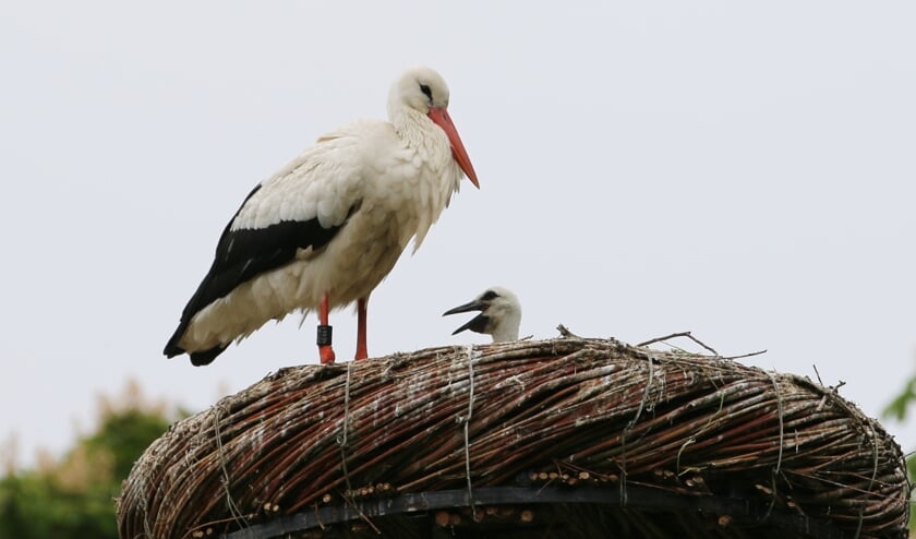 Ooievaars in Toorenvliedt waken over hun kroost 