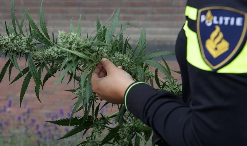 Duo rijdt rond met bestelbus vol hennepplanten