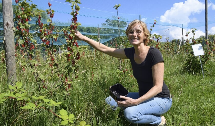 In Hanneke Koopmans pluktuin groeien vele soorten bessen