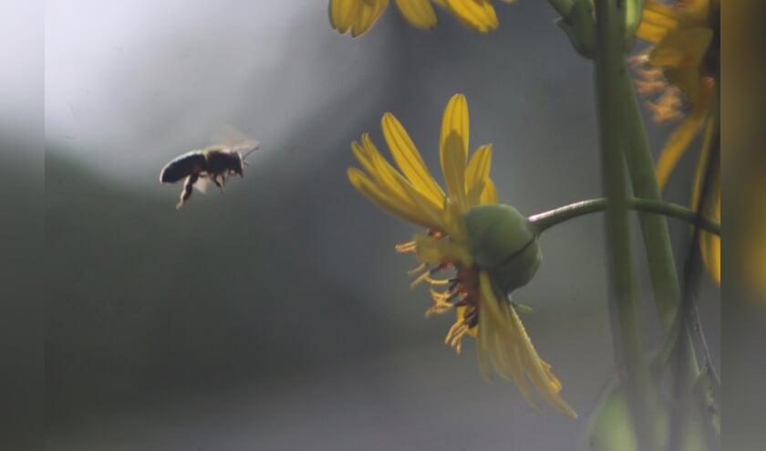 Actie 'Natuur in je tuin' helpt biodiversiteit 