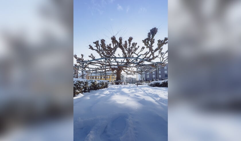 <p>De Moeierboom in de sneeuw.</p>