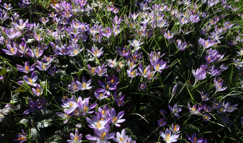 <p>Boerenkrokussen.</p>