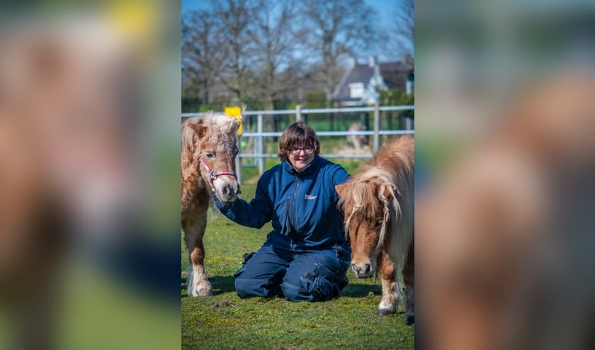 <p>Marlinda Hommel met de shetlanders, naast de ezels haar favoriete dieren.</p>