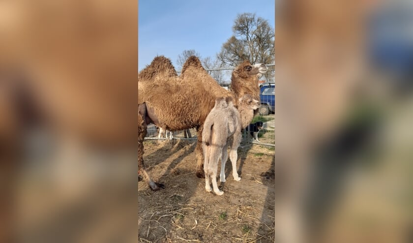 <p>Kameeltje Zazou is nog maar pas geboren.</p>