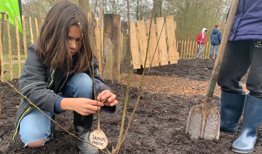 <p>Leerling Samin plant zijn boom genaamd 'Samin Junior'</p>