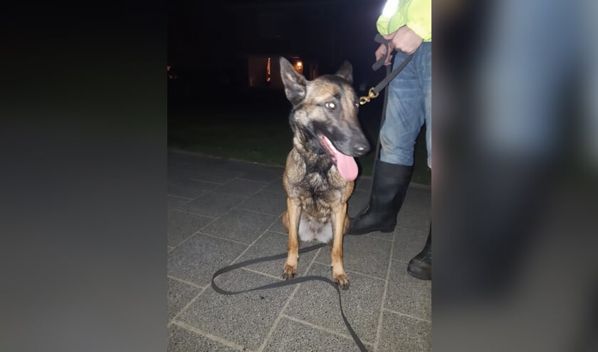 De gevonden hond.