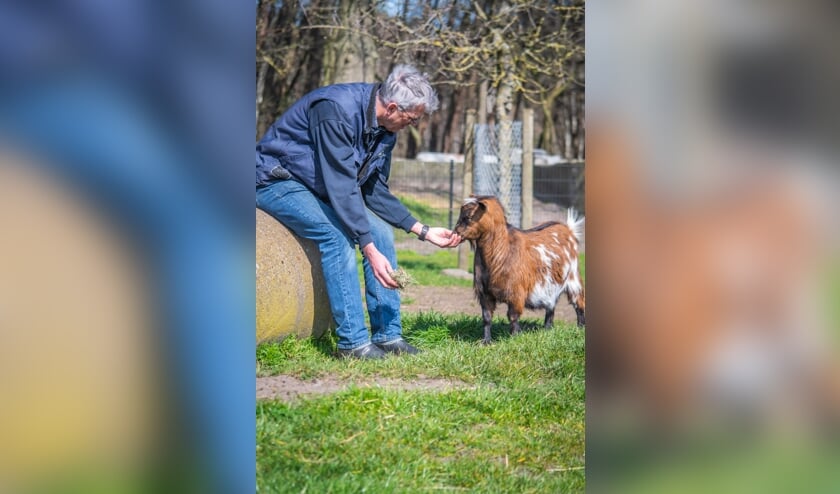<p>Vrijwilliger Henk de Krom bij een geit op kinderboerderij De Leijhoeve.</p>