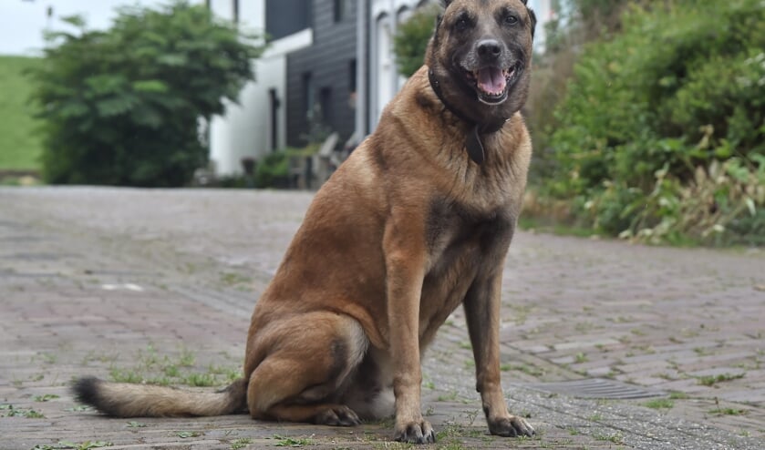 <p>Buurthond Max werd 15 jaar oud.</p>