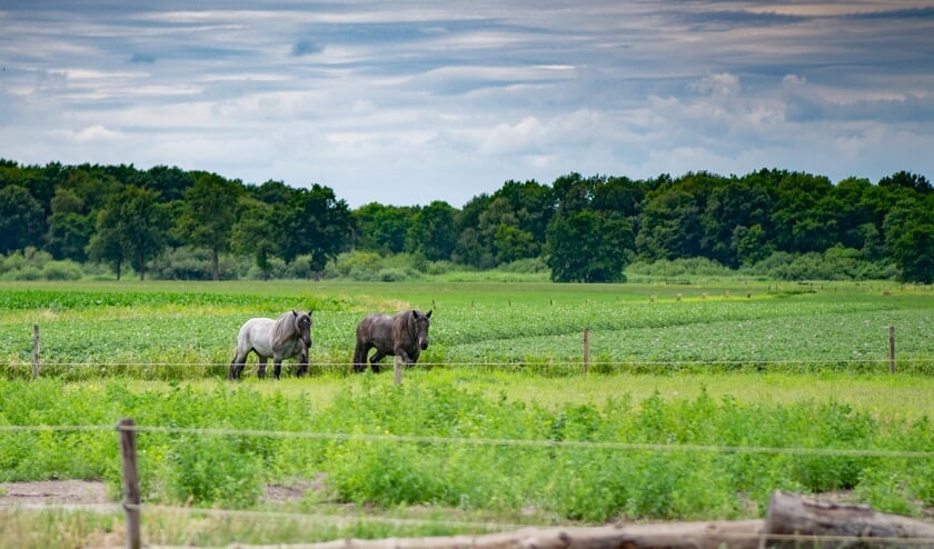 <p>Zonnevelden in het Oudland? Het zou een aantasting van het landschap betekenen.</p>