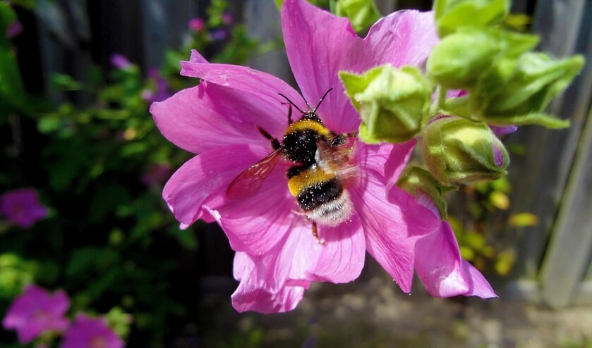 <p>Minder vaak grasmaaien is goed voor de biodiversiteit.</p>