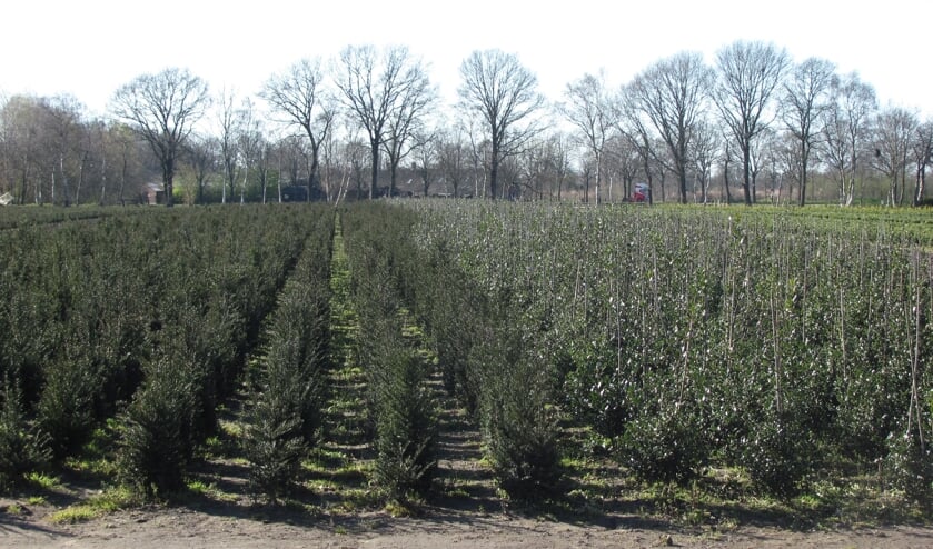 Het plantgoed voor de campagne komt deels van kwekers.