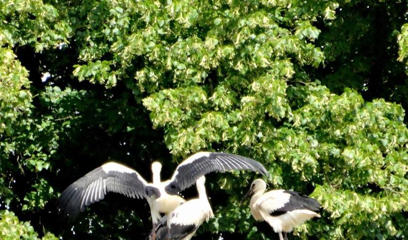 De ooievaars in het Markdal. De vliegoefeningen zijn al begonnen. foto Henk Voermans